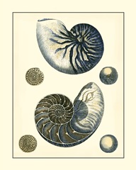 Antique Blue Nautilus