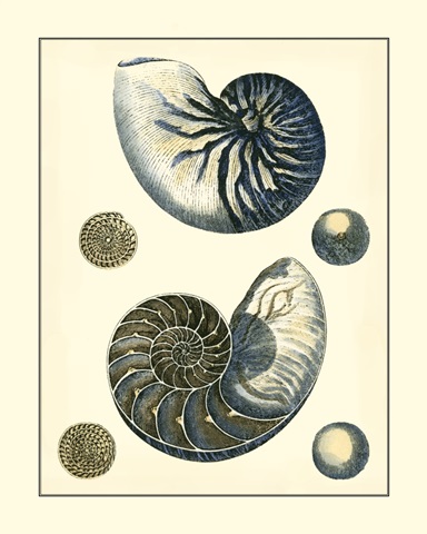 Antique Blue Nautilus