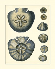 Antique Blue Sanddollar