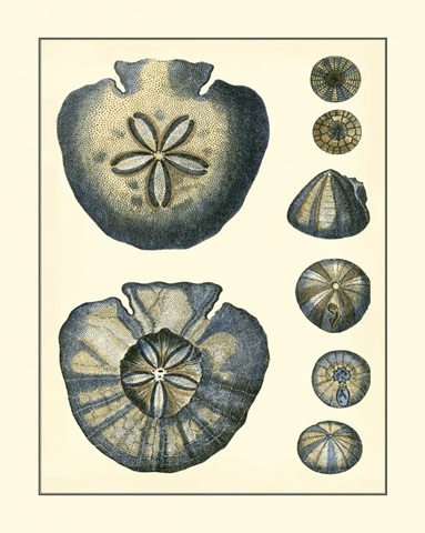 Antique Blue Sanddollar