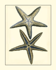 Antique Blue Starfish I