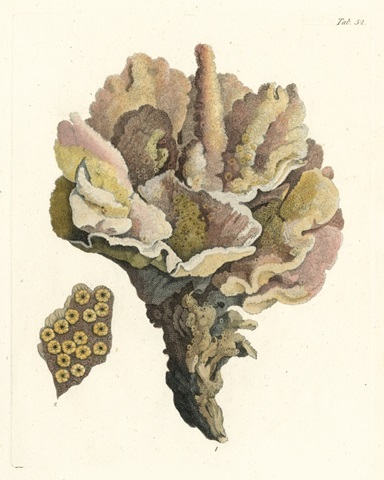 Antique Coral III
