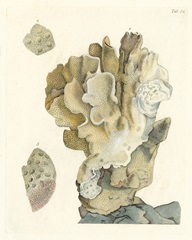 Antique Coral IV