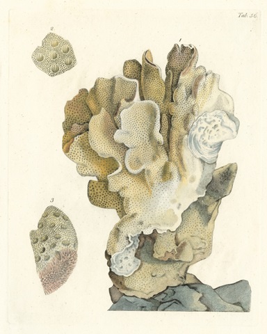 Antique Coral IV