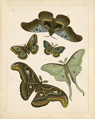 Antique Entomology II
