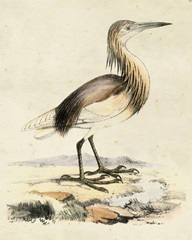 Antique Heron I