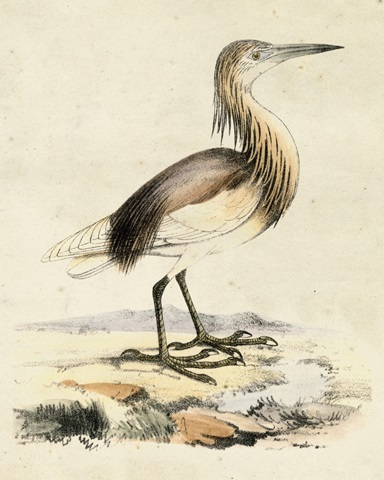 Antique Heron I