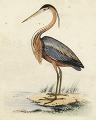 Antique Heron II