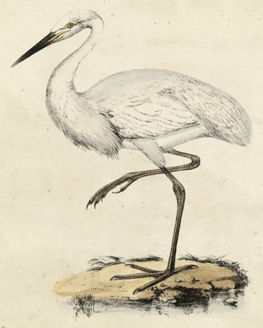 Antique Heron III