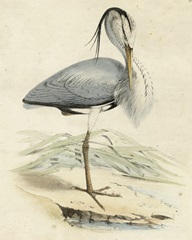 Antique Heron IV