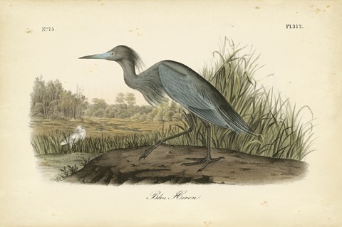 Audubon's Blue Heron