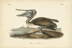 Audubon's Brown Pelican