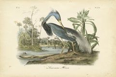 Audubon's Louisiana Heron