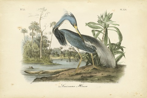 Audubon's Louisiana Heron