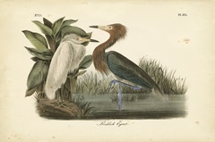 Audubon's Reddish Egret
