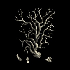 Black and Tan Coral I