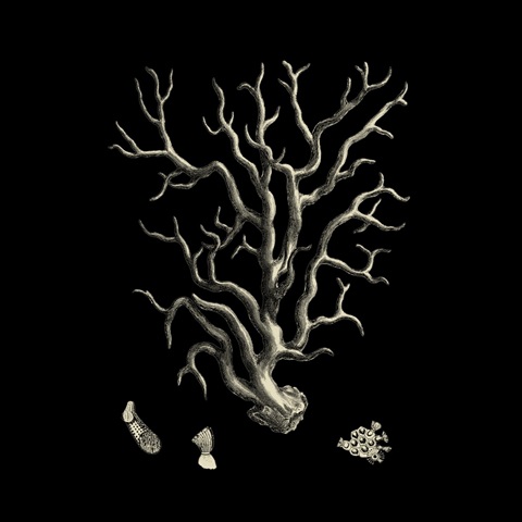 Black and Tan Coral I