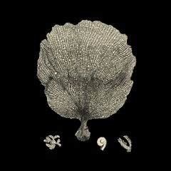 Black and Tan Coral II