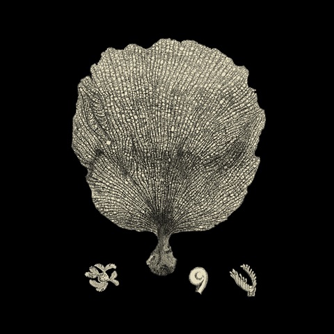 Black and Tan Coral II