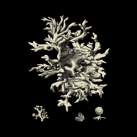 Black and Tan Coral III