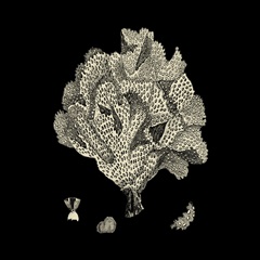 Black and Tan Coral IV