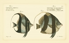 Bloch Antique Fish I