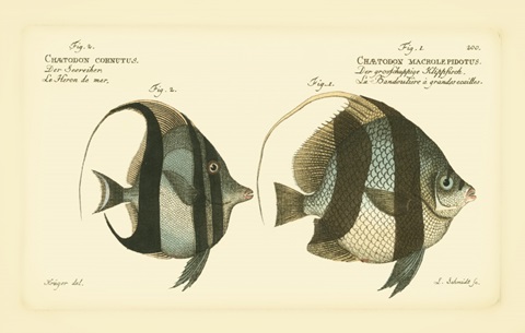 Bloch Antique Fish I