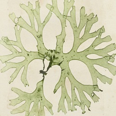 Brilliant Seaweed III