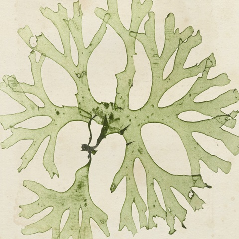 Brilliant Seaweed III