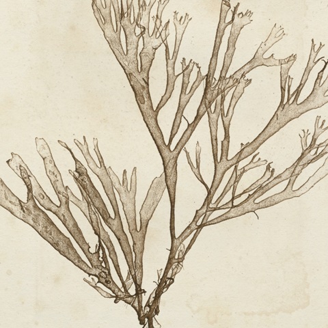 Brilliant Seaweed VII