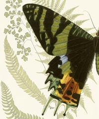 Butterfly Symmetry I