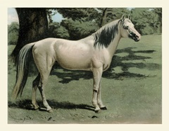 Cassell's Horse I