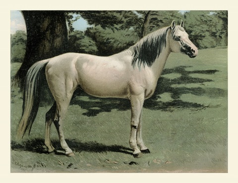 Cassell's Horse I