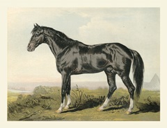 Cassell's Horse II