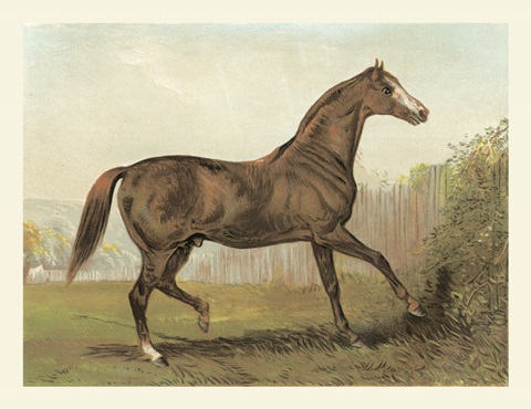 Cassell's Horse III