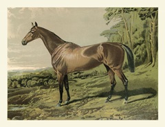 Cassell's Horse IV