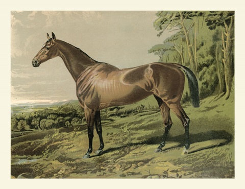 Cassell's Horse IV