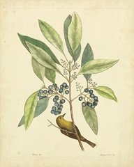 Catesby Bird and Botanical V