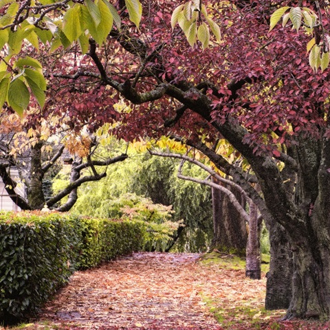 Arch of Trees