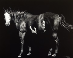 Bald-Faced Broodmare