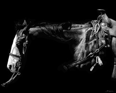 Baldfaced Bulldogger