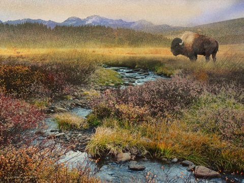 Bison and Creek