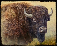 Bison Portrait I