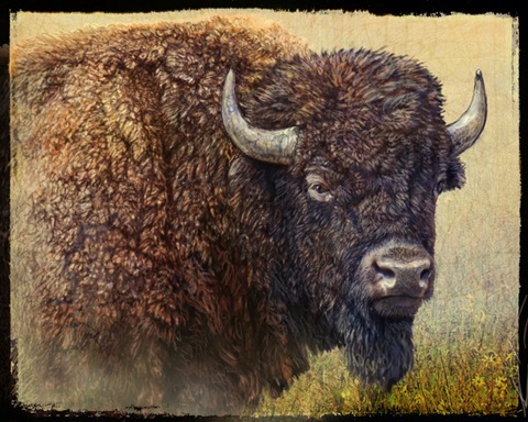 Bison Portrait I