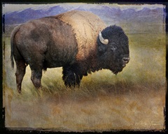 Bison Portrait II