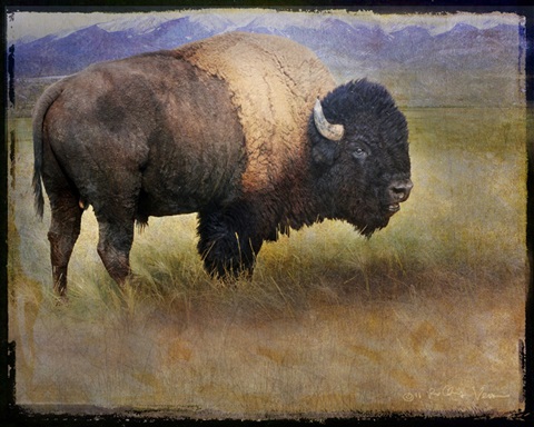 Bison Portrait II