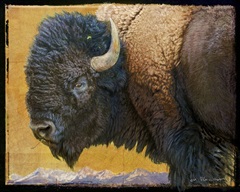 Bison Portrait III