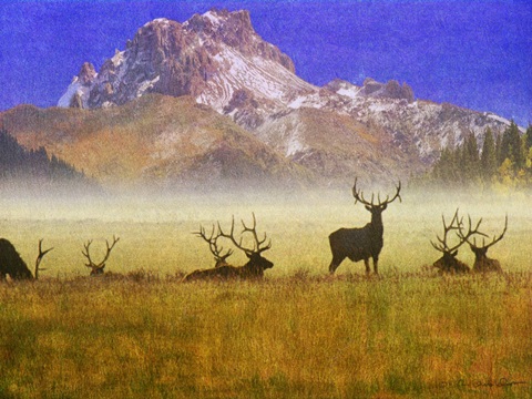 Bull Elk