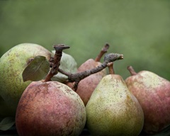 Comice Pears II