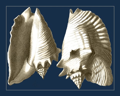 Conch Shells on Navy I